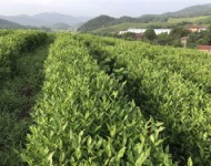 茶葉基地(dì)