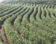 茶葉基地(dì)